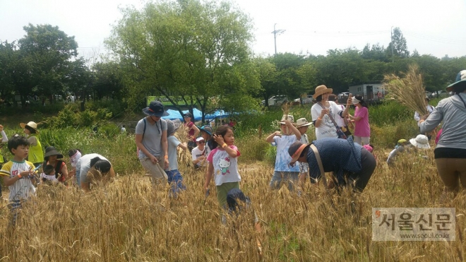 성남시는 새달 10일 오전 10시부터 탄천 태평습지생태원에서 ‘제2회 추억의 우리 밀 수확 체험’ 행사를 연다.    (성남시청 제공)