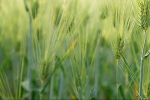 여주 남한강변서 청보리 축제 열린다