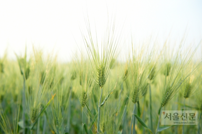새달 2일부터 4일까지 사흘간 경기 여주시 흥천면 상백리 301번지 일원에서 도시와 농촌을 잇는‘제2회 여주시 흥천면 상백리 남한강 청보리축제’가 열린다.            (여주시 제공)