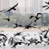 이번엔 조류인플루엔자 방역 비상…겨울 철새 57만마리 국내 유입