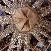 DMZ에서 첫 발견된 ‘선비먼지버섯’ 신종 인정