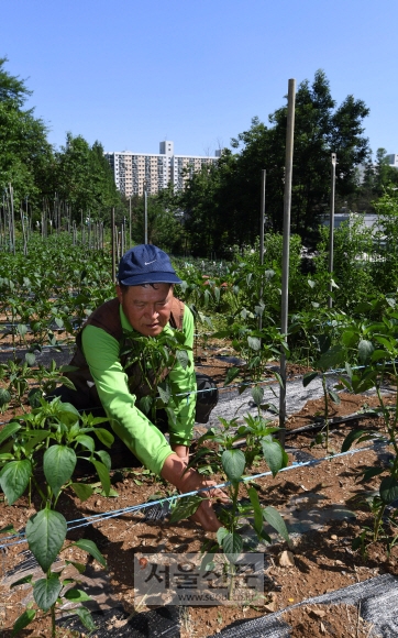 2일 서울 강남구 일원동 삼성서울병원 안에 있는 밭에서 주인 이흥표씨가 농작물을 가꾸고 있다. 현재 서울시내에는 시 전체 면적의 0.79%에 불과한 4.8㎢ 정도의 농지가 남아 있다. 이마저도 10년 안에 사라질 위기에 놓였다. 박윤슬 기자 seul@seoul.co.kr