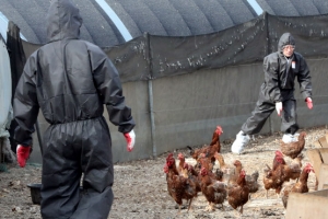 울산시, ‘기장 AI 닭’ 판매시장 다녀온 농가 닭 모두 매몰