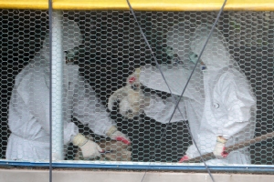 제주 AI 가금류 12만 마리 공무원 투입 살처분…용역 쓰면 사후 관리 어려운 탓