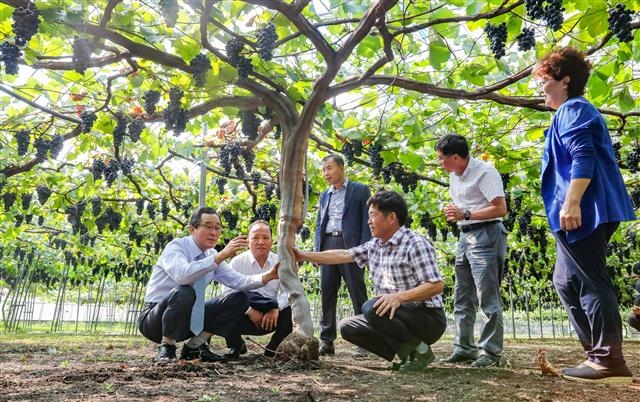송 지사가 고창 포도농가를 방문해 삼락농정 시책을 설명하며 농민들의 애로사항을 청취하고 있다. 전북도 제공