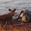 들개 먹잇감 가로채는 악어 포착