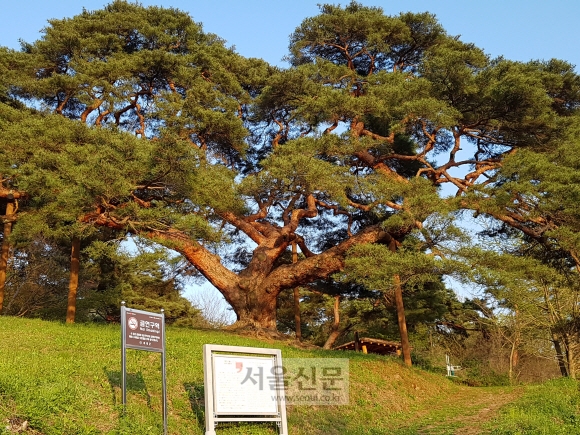 의령군 정곡면 성황리 마을 뒤쪽 부잣길 구간에 있는 천연기념물인 수령 300년 된 성황리 소나무.