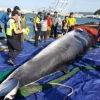 ‘바다의 로또’ 밍크고래, 인천 소청도서 그물에 걸려…4000만원 넘을 듯