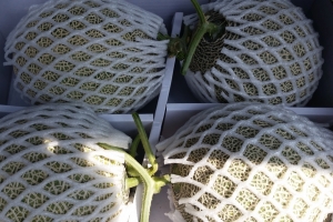 경기 광주서 열대작물 멜론 재배 성공