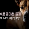 [카드뉴스] 맹수로 돌아온 ‘들개’…그때 우리가 버린 ‘반려견’