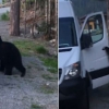 사람처럼 차량 문 열고 운전석 탑승한 야생곰