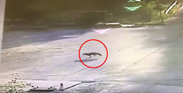 Courtney Garrison youtube  지난 13일 미국 메인주 사가다호크 카운티 탑스햄에서 광견병으로 의심되는 여우가 트럭 운전사를 공격하는 사건이 발생