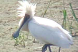 의왕 ‘왕송호’ 수질 개선… 생태호수로 거듭났다