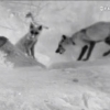 지리산 반달가슴곰·소백산 여우 ‘출산 겹경사’