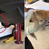 전기차 범퍼 속 갇힌 새끼 고양이 14시간 만에 구조