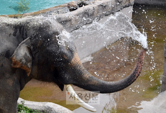 낮이 가장 긴 하지인 21일 경기 용인 에버랜드에서 코끼리가 자신의 몸에 물을 뿌리고 있다.  도준석 기자 pado@seoul.co.kr