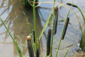 이천지역 멸강나방 유충 비상… 벼,옥수수,수수류 등 피해 우려