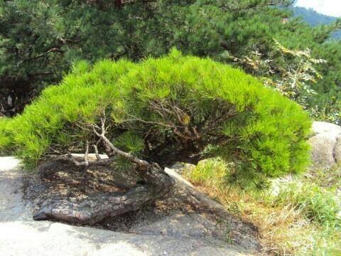 서울 아차산의 소나무 