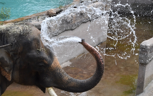 코로 하는 찬물 샤워  1년 중 낮이 가장 긴 하지인 21일 경기 용인 에버랜드 동물원 사파리에서 코끼리가 코로 자신의 몸에 물을 뿌리며 더위를 식히고 있다. 도준석 기자 pado@seoul.co.kr