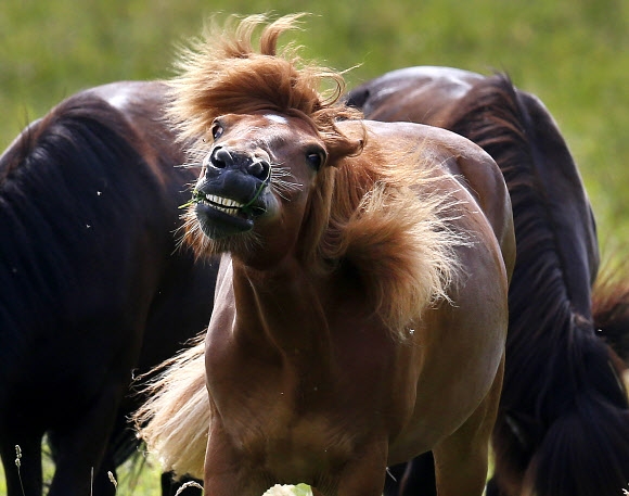 아이슬란드 말이 22일(현지시간) 독일 프랑크푸르트 안스팍의 패독에서 머리를 흔들어 파리들을 쫓고 있다. AP 연합뉴스