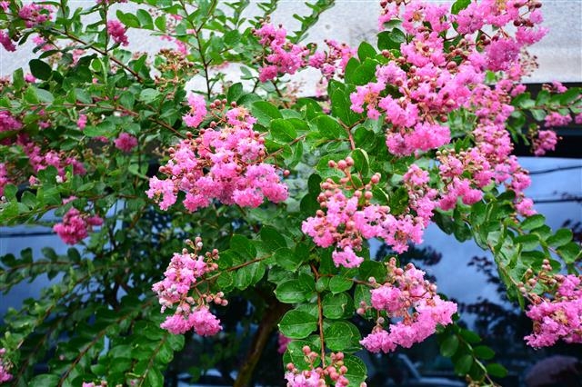 배롱나무의 붉은 꽃은 조상을 향한 일편단심을 상징한다. 조임도는 거처를 정할 때 조상의 묘소를 늘 먼저 생각했다. 위즈덤하우스제공