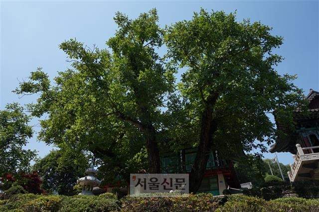 천연기념물로 지정된 천안 광덕사 호두나무. 400살 안팎으로 추정된다.