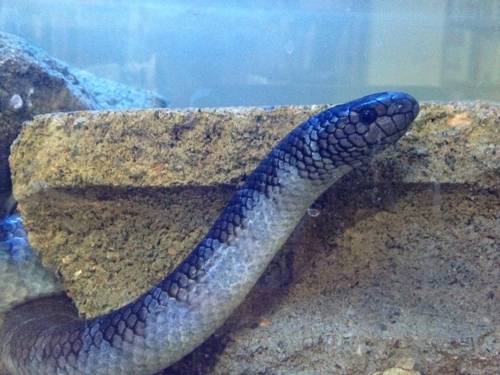 넓은띠큰바다뱀