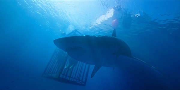 영화 ‘47미터’ 스틸컷