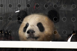 ‘중국 외교사절’ 판다 ‘멩멩’·‘지아오 칭’ 독일 베를린 입성