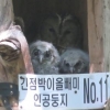 올빼미 가족 인공 둥지서 첫 번식