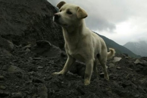 “개들도 사랑을 안다”…애타게 주인 찾는 쓰촨성 강아지
