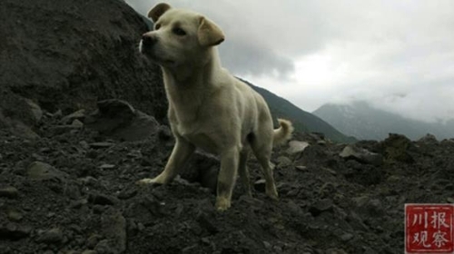 쓰촨성 산사태 현장서 주인 찾는 강아지 사진=천보관찰 캡쳐