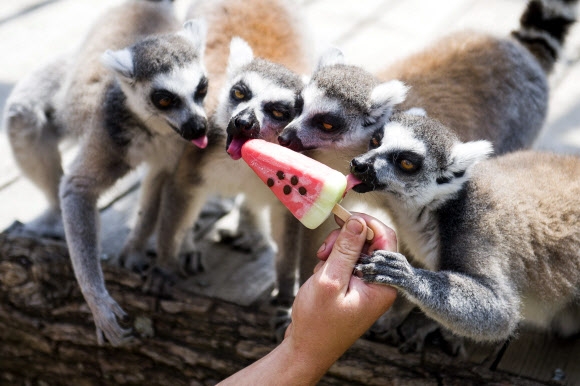 알락꼬리 여우원숭이들이 28일(현지시간) 헝가리 부다페스트 죈죄시 동물원에서 사육사가 더위를 식히기 위해 주는 아이스크림을 먹고 있다. EPA 연합뉴스