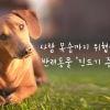 [카드뉴스] 사람 목숨까지 위협하는…반려동물 ‘진드기 주의보’