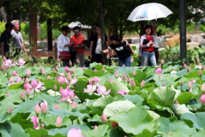 양평 세미원의 만개한 연꽃