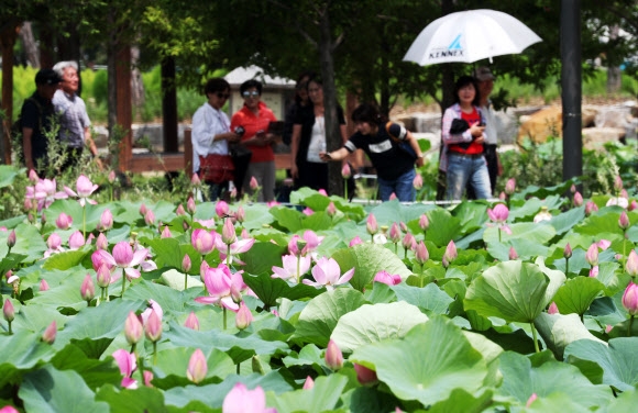 양평 세미원의 만개한 연꽃