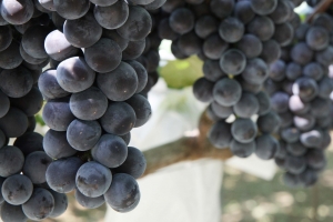 안양명물 ‘안양포도’ 옛 명성 되살린다.