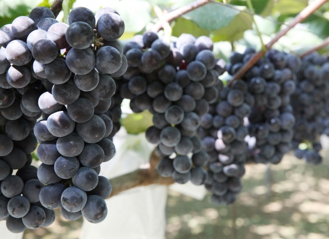 껍질이 얇고 달아 껍질째 먹는 포도로 전국적으로 유명했던 안양포도. 안양시 제공 