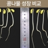 전기방전수로 콩나물 영양 쑥쑥·살균 팍팍