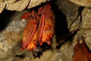 붉은박쥐 게놈 세계 최초 분석