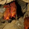 ‘붉은박쥐’ 진화의 비밀, 세계 최초로 풀었다