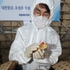 한국 온 스페인산 병아리 13만 마리