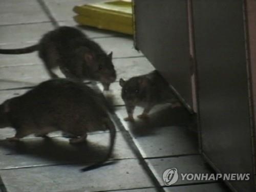 2007년 뉴욕 패밀리 레스토랑에 출현해 논란을 일으킨 쥐들