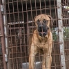 충남 예산 식용견 농장 폐쇄…햇빛보게 된 149마리의 개