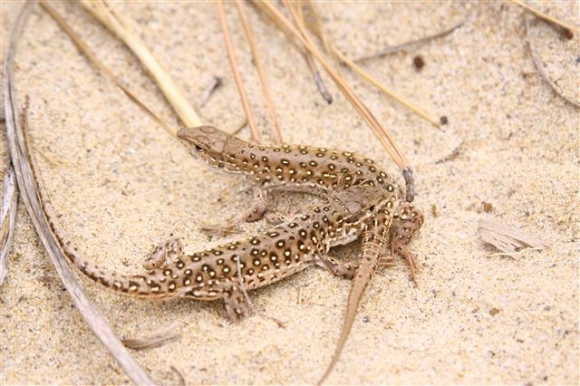 표범장지뱀. 서천군 제공
