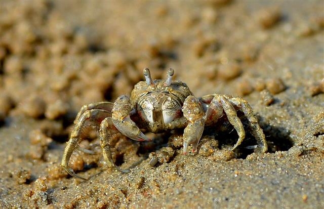 엽낭게. 서천군 제공