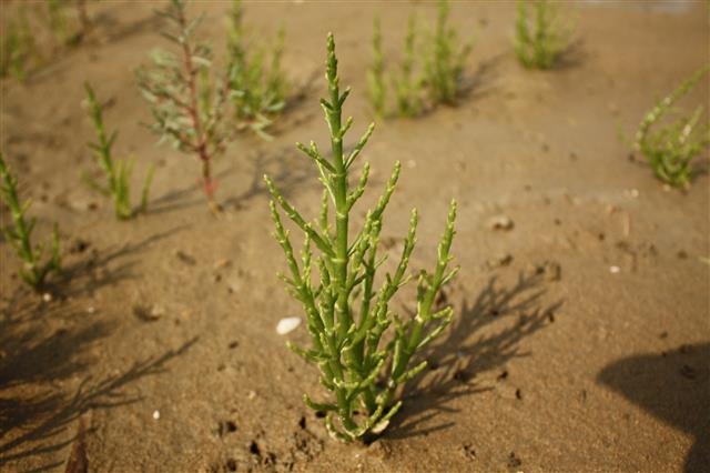 퉁퉁마디. 서천군 제공
