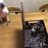앵무새가 고마워할 줄 모르는 고양이 응징하는 법
