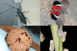 하늘소·미국선녀벌레·꽃매미…해충 번식소 된 ‘찜통’ 한반도