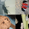 하늘소·미국선녀벌레·꽃매미…해충 번식소 된 ‘찜통’ 한반도